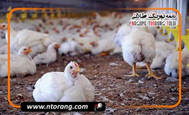 اصول کنترل دما و رطوبت در سالن مرغداری در فصول مختلف